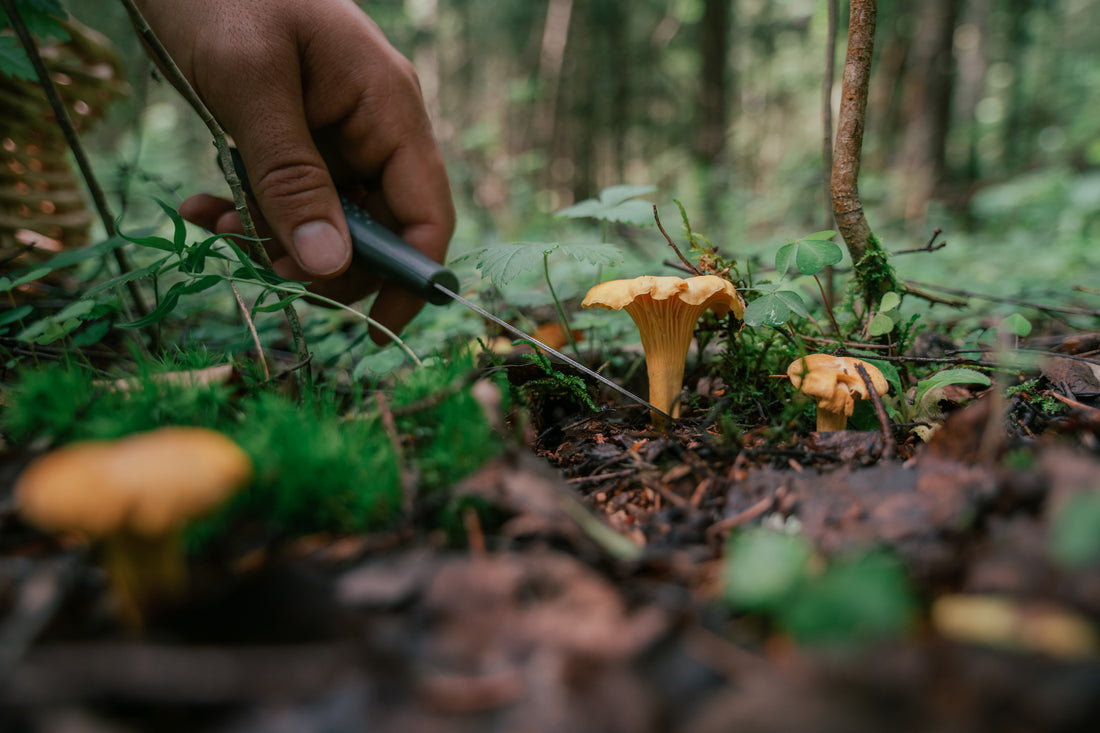 From Forest to Fork: A Beginner's Guide to Foraging for Wild Mushrooms