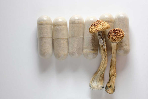 six mushroom powder capsules with two dried mushrooms on top laying on a white background