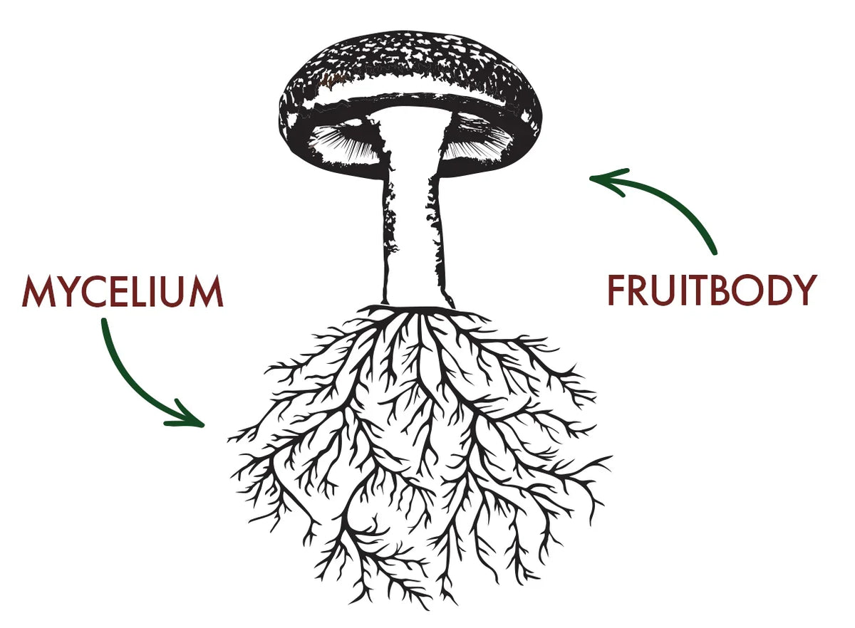 black and white image of mycelium network at the bottom that looks like roots and a whole mushroom fruiting body on top of the mycellym