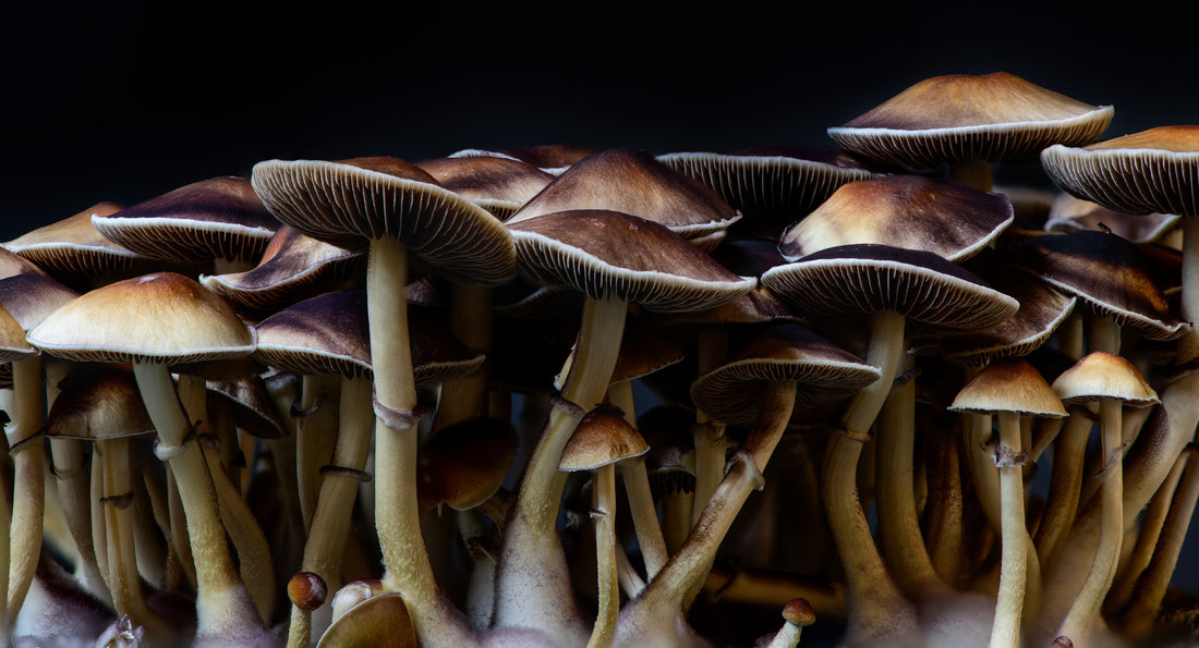 Psychedelic Mushrooms: A Journey into the Mind and Beyond