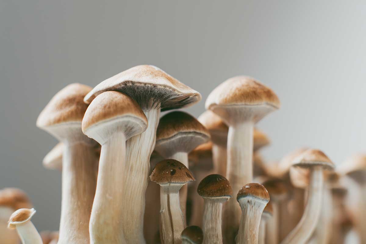 opaque brown cluster of mushrooms with a darker brown cap top