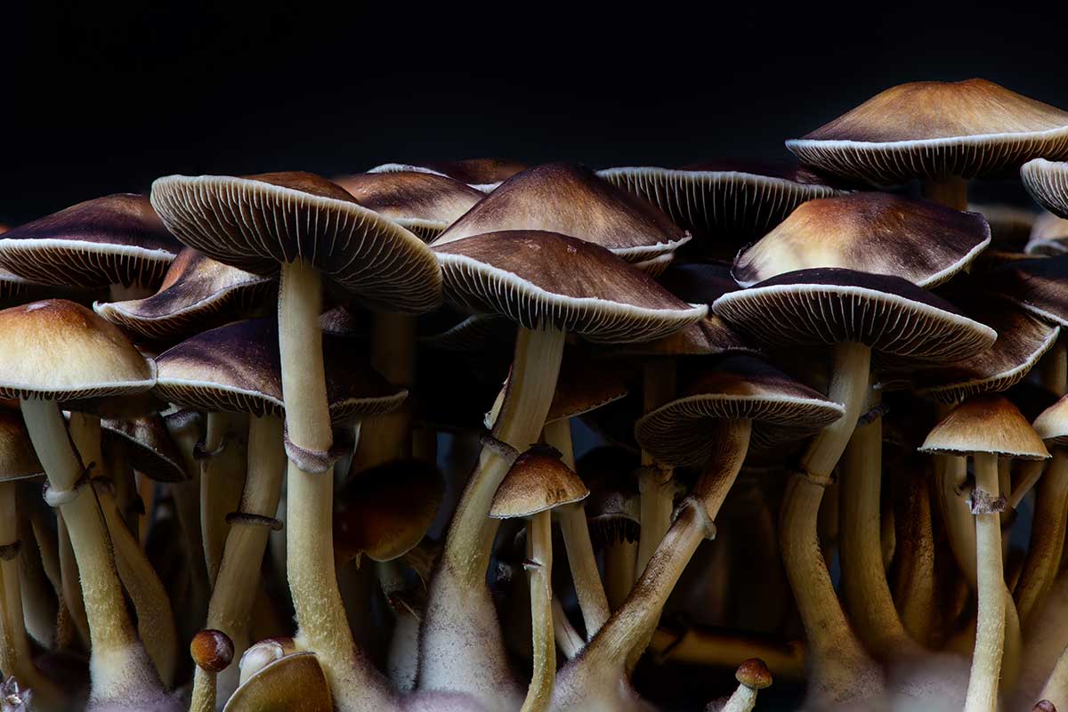 Psychedelic Mushrooms: A Journey into the Mind and Beyond