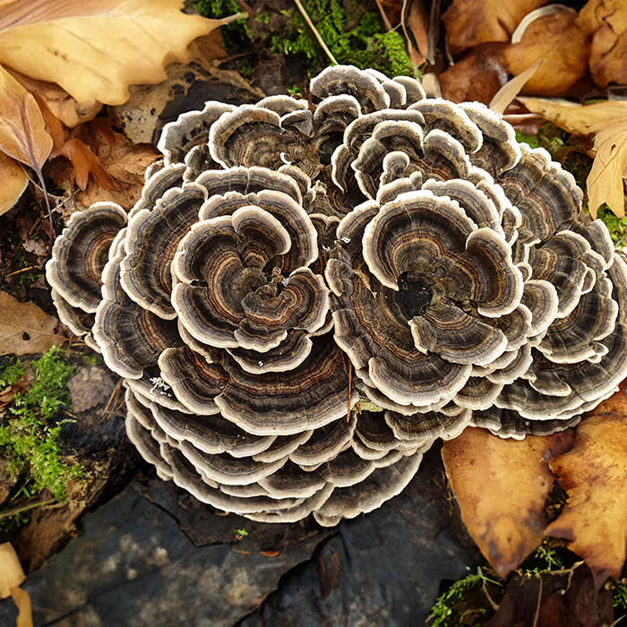 turkey tail mushroom sitting on a forest tree surrounded by dry leaves and moss